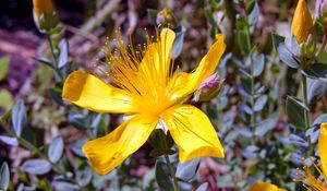 Preview wallpaper hypericum, flowers, buds, petals