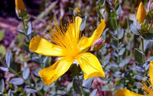 Preview wallpaper hypericum, flowers, buds, petals