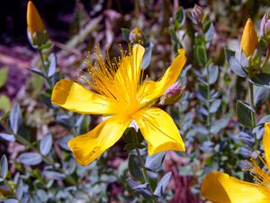 Preview wallpaper hypericum, flowers, buds, petals