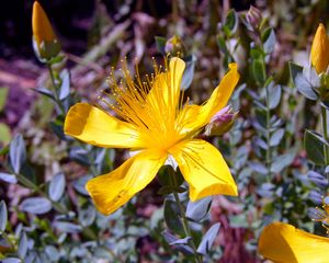 Preview wallpaper hypericum, flowers, buds, petals