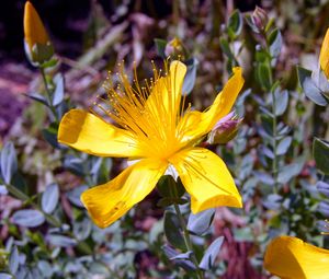 Preview wallpaper hypericum, flowers, buds, petals