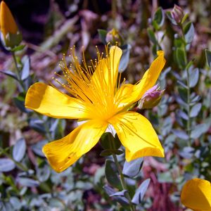 Preview wallpaper hypericum, flowers, buds, petals