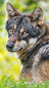 Preview wallpaper iberian wolf, wolf, predator, wildlife