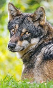 Preview wallpaper iberian wolf, wolf, predator, wildlife