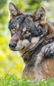 Preview wallpaper iberian wolf, wolf, predator, wildlife