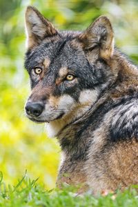 Preview wallpaper iberian wolf, wolf, predator, wildlife