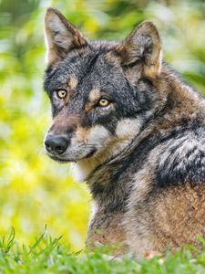 Preview wallpaper iberian wolf, wolf, predator, wildlife