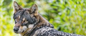 Preview wallpaper iberian wolf, wolf, predator, wildlife