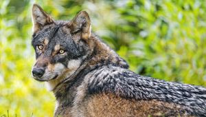 Preview wallpaper iberian wolf, wolf, predator, wildlife