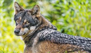 Preview wallpaper iberian wolf, wolf, predator, wildlife