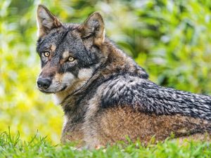 Preview wallpaper iberian wolf, wolf, predator, wildlife