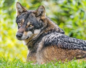 Preview wallpaper iberian wolf, wolf, predator, wildlife