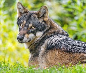 Preview wallpaper iberian wolf, wolf, predator, wildlife