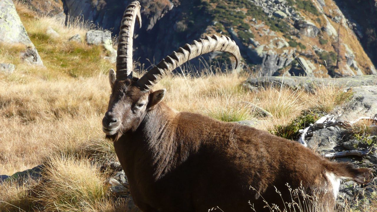 Wallpaper ibex, grass, rocks