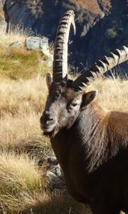 Preview wallpaper ibex, grass, rocks