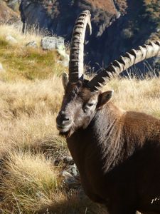 Preview wallpaper ibex, grass, rocks