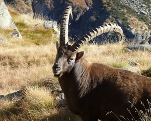Preview wallpaper ibex, grass, rocks