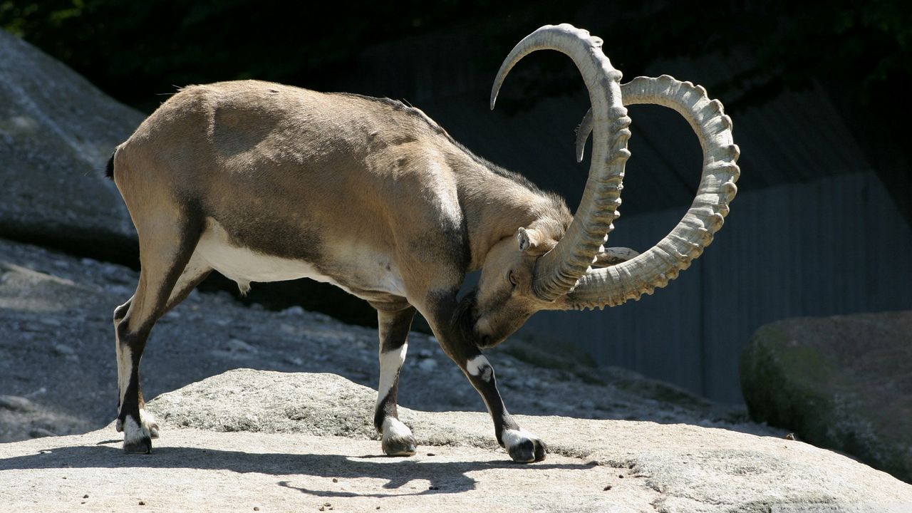 Wallpaper ibex, horns, reserve