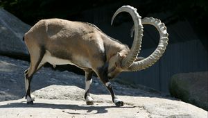 Preview wallpaper ibex, horns, reserve