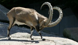 Preview wallpaper ibex, horns, reserve