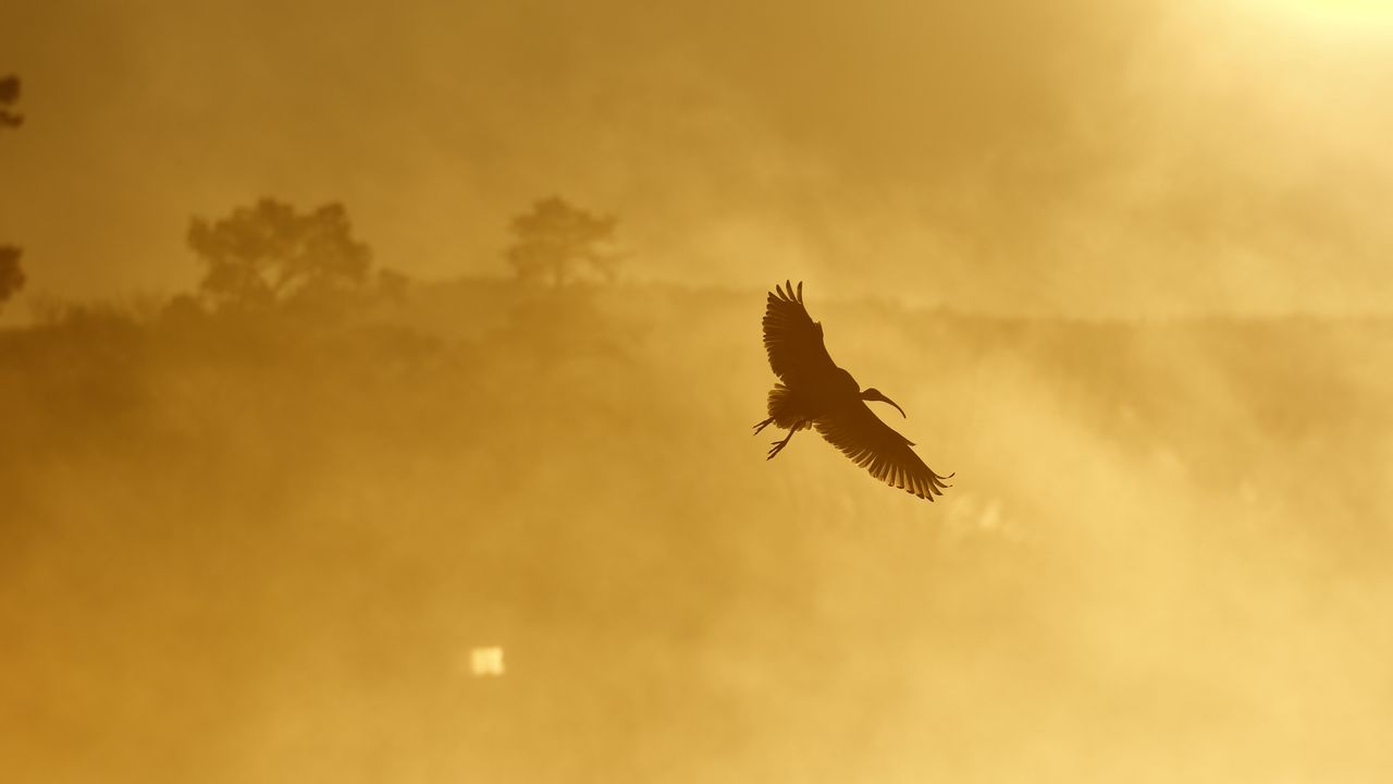 Wallpaper ibis, bird, wings, flight, sunset