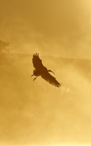 Preview wallpaper ibis, bird, wings, flight, sunset