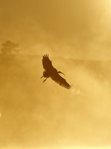 Preview wallpaper ibis, bird, wings, flight, sunset