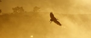 Preview wallpaper ibis, bird, wings, flight, sunset