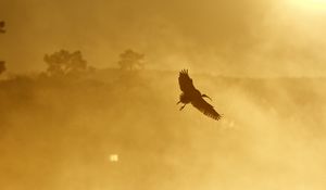 Preview wallpaper ibis, bird, wings, flight, sunset