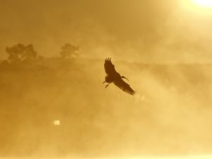 Preview wallpaper ibis, bird, wings, flight, sunset