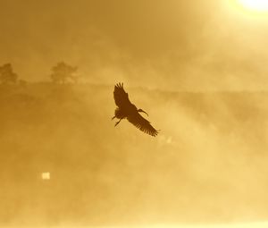 Preview wallpaper ibis, bird, wings, flight, sunset