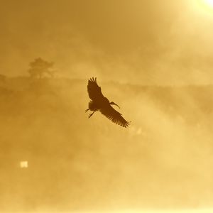 Preview wallpaper ibis, bird, wings, flight, sunset