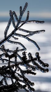 Preview wallpaper ice, branch, winter