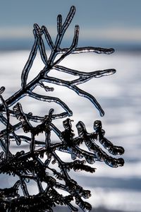 Preview wallpaper ice, branch, winter