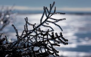 Preview wallpaper ice, branch, winter