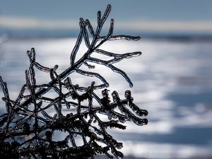 Preview wallpaper ice, branch, winter