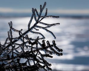 Preview wallpaper ice, branch, winter