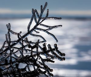 Preview wallpaper ice, branch, winter