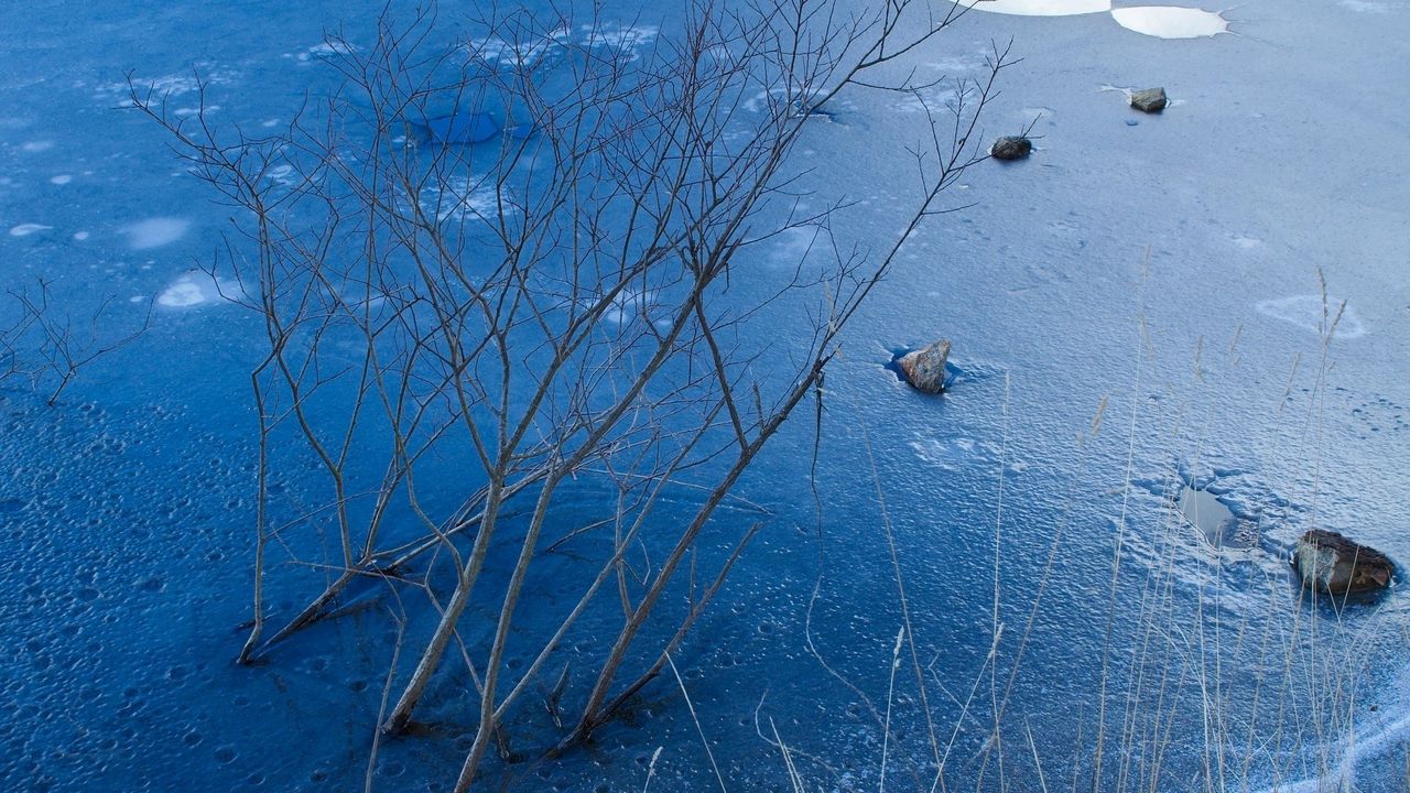 Wallpaper ice, branches, bushes, rocks, pond, lake, winter, frost