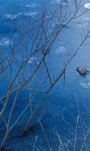 Preview wallpaper ice, branches, bushes, rocks, pond, lake, winter, frost