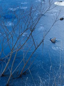 Preview wallpaper ice, branches, bushes, rocks, pond, lake, winter, frost