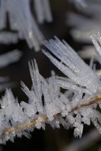 Preview wallpaper ice, crystals, branches, macro, winter