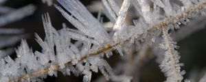Preview wallpaper ice, crystals, branches, macro, winter
