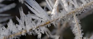 Preview wallpaper ice, crystals, branches, macro, winter