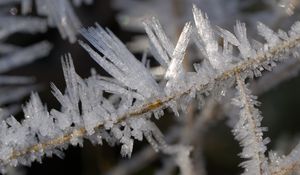 Preview wallpaper ice, crystals, branches, macro, winter