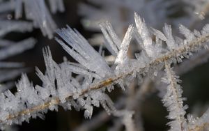 Preview wallpaper ice, crystals, branches, macro, winter