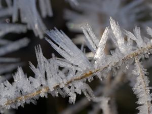 Preview wallpaper ice, crystals, branches, macro, winter
