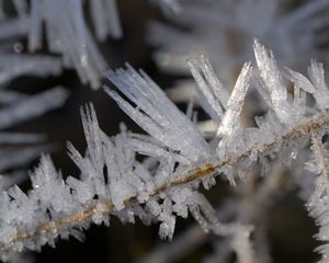 Preview wallpaper ice, crystals, branches, macro, winter