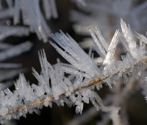 Preview wallpaper ice, crystals, branches, macro, winter