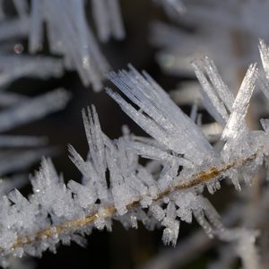 Preview wallpaper ice, crystals, branches, macro, winter